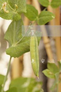 惠安法院吴泰雄哪里人 惠安法院吴泰雄哪里人