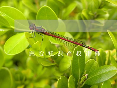 惠安知识产权律师 惠安知识产权律师