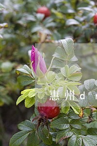 惠州dna亲子鉴定 惠州dna亲子鉴定