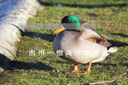 惠州一德商贸城诉讼 惠州一德商贸城诉讼
