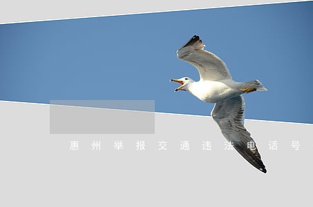 惠州举报交通违法电话号码