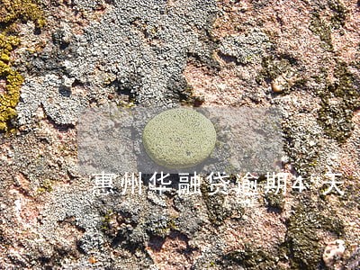 惠州华融贷逾期4天 惠州华融贷逾期4天