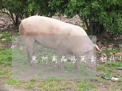 惠州商品房买卖纠纷律师