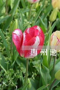 惠州地役权纠纷律师