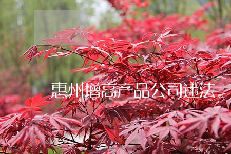 惠州增高产品公司违法 惠州增高产品公司违法
