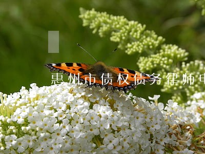 惠州市债权债务律师电话 惠州市债权债务律师电话