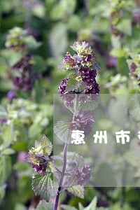 惠州市劳动局法律咨询 惠州市劳动局法律咨询