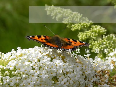 惠州市劳动法律援助律师 惠州市劳动法律援助律师