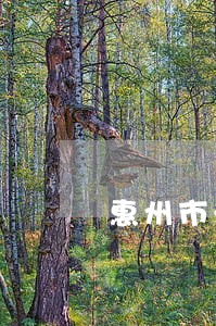 惠州市法院咨询