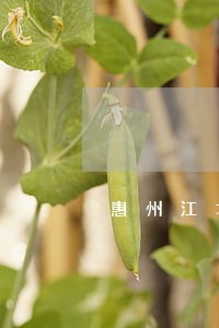 惠州江北离婚律师所 惠州江北离婚律师所