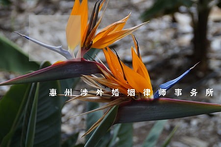 惠州涉外婚姻律师事务所 惠州涉外婚姻律师事务所