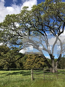 惠州经济律师委托一对一咨询 惠州经济律师委托一对一咨询