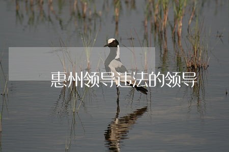惠州领导违法的领导