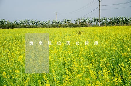 惠来这位美女律师 惠来这位美女律师