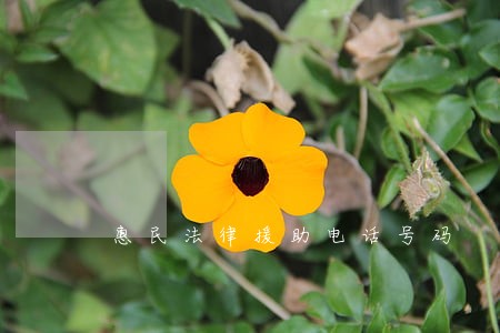 惠民法律援助电话号码 惠民法律援助电话号码