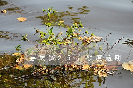 惠民贷25万额度逾期 惠民贷25万额度逾期