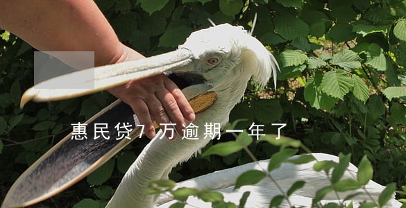 惠民贷7万逾期一年了 惠民贷7万逾期一年了