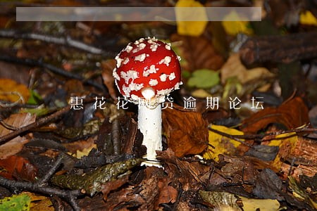 惠花花网贷逾期论坛