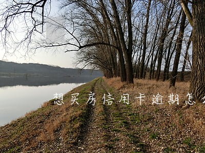 想买房信用卡逾期怎么办 想买房信用卡逾期怎么办