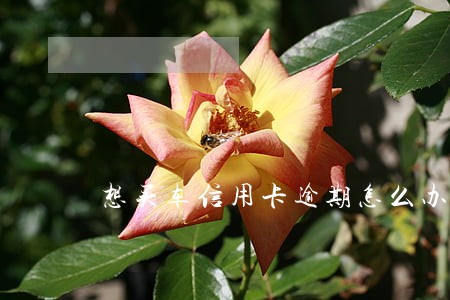 想买车信用卡逾期怎么办 想买车信用卡逾期怎么办
