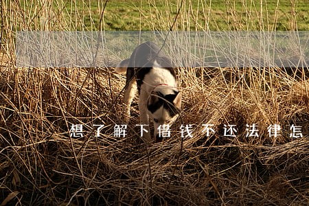 想了解下借钱不还法律怎么判 想了解下借钱不还法律怎么判