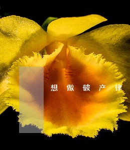 想做破产律师 想做破产律师