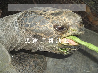 想律师帮助我