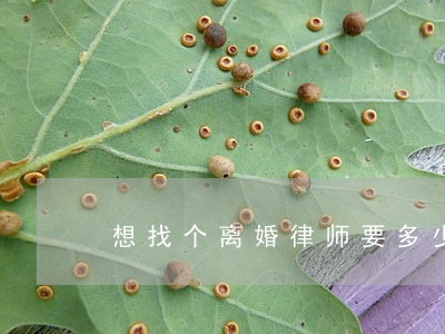 想找个离婚律师要多少钱 想找个离婚律师要多少钱