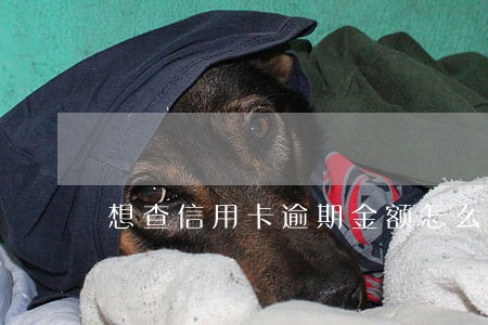 想查信用卡逾期金额怎么查 想查信用卡逾期金额怎么查