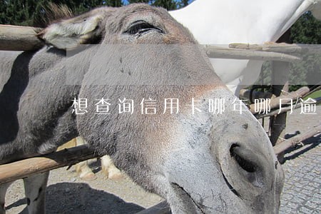 想查询信用卡哪年哪月逾期的 想查询信用卡哪年哪月逾期的