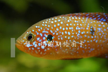想注销逾期信用卡 想注销逾期信用卡