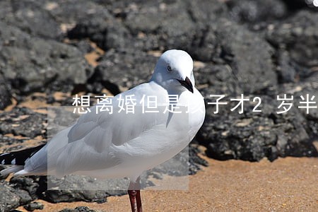 想离婚但是孩子才2岁半 想离婚但是孩子才2岁半