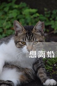 想离婚可以和丈母娘谈话吗 想离婚可以和丈母娘谈话吗
