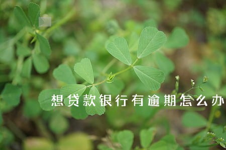 想贷款银行有逾期怎么办 想贷款银行有逾期怎么办