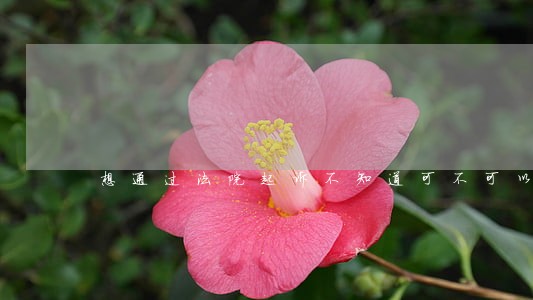 想通过法院起诉不知道可不可以