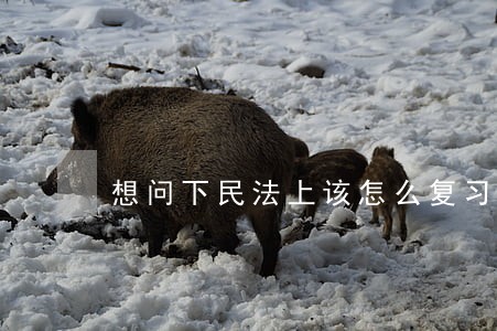 想问下民法上该怎么复习呢 想问下民法上该怎么复习呢