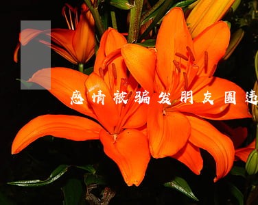 感情被骗发朋友圈违法吗