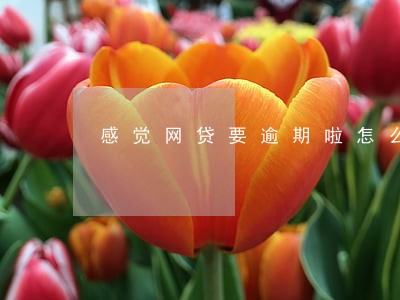 感觉网贷要逾期啦怎么办 感觉网贷要逾期啦怎么办