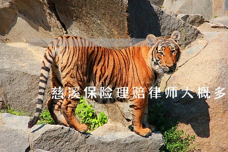 慈溪保险理赔律师大概多少钱
