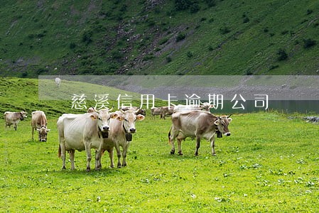 慈溪信用卡逾期公司