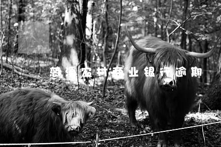 慈溪农村商业银行逾期 慈溪农村商业银行逾期