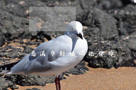 慈溪市新婚姻法律师 慈溪市新婚姻法律师