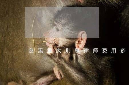 慈溪重大刑事律师费用多少 慈溪重大刑事律师费用多少
