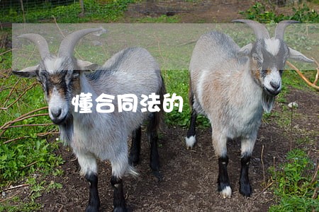 懂合同法的