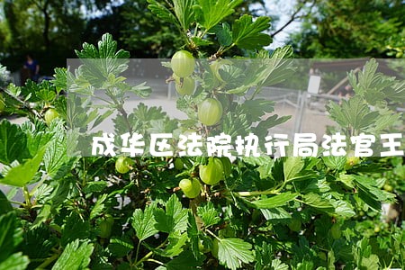 成华区法院执行局法官王飞 成华区法院执行局法官王飞