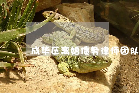 成华区离婚债务律师团队 成华区离婚债务律师团队