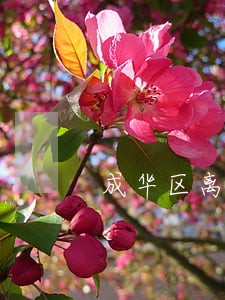 成华区离婚官司律师在线咨询电话 成华区离婚官司律师在线咨询电话