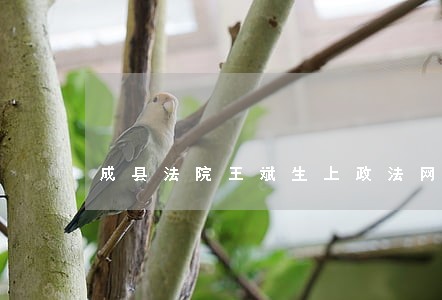 成县法院王斌生上政法网 成县法院王斌生上政法网