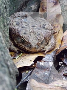 成县非法占有诉讼律师 成县非法占有诉讼律师