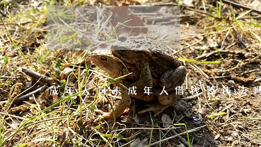 成年人向未成年人借钱算违法吗 成年人向未成年人借钱算违法吗
